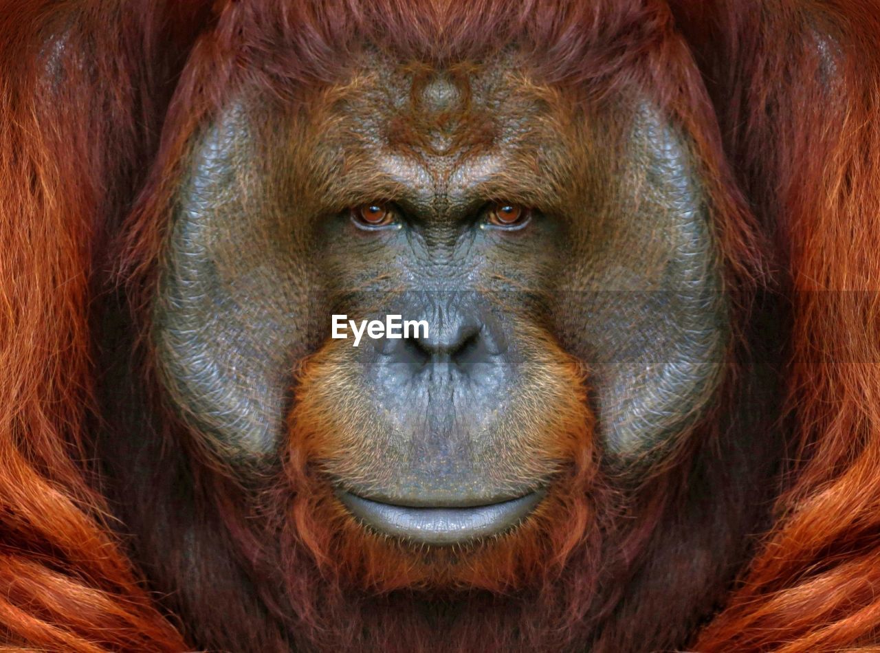 Full frame shot of orangutan