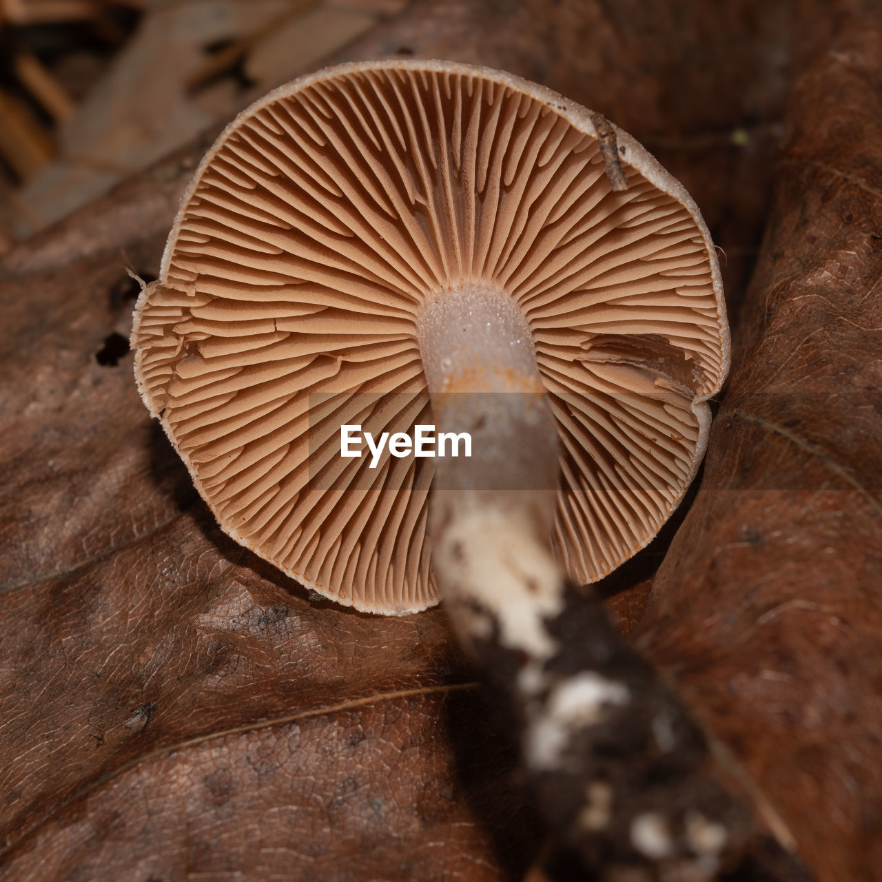close-up, macro photography, mushroom, brown, wood, fungus, edible mushroom, oyster mushroom, food, no people, leaf, vegetable, animal, nature, animal themes, animal wildlife, pleurotus eryngii