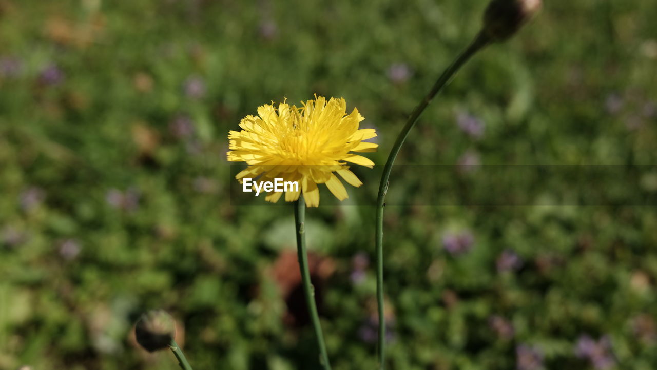 Close-up of yellow flowers