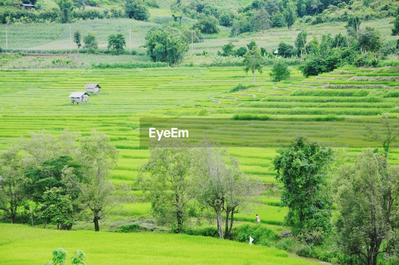 Scenic view of agricultural field