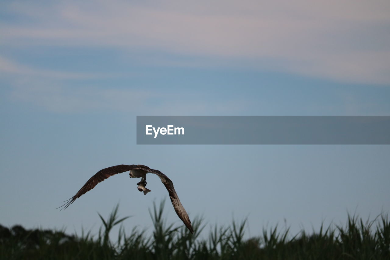 sky, plant, growth, nature, beauty in nature, no people, focus on foreground, field, tranquility, close-up, land, day, cloud - sky, outdoors, one animal, fragility, grass, vulnerability, animal, tranquil scene