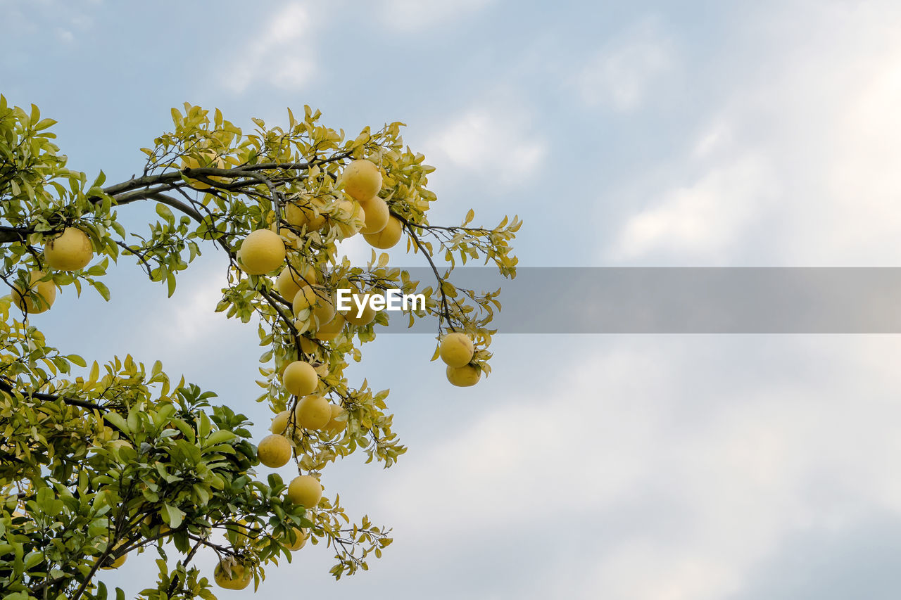 plant, sky, tree, yellow, nature, sunlight, branch, cloud, flower, blossom, growth, leaf, fruit, food and drink, low angle view, beauty in nature, plant part, freshness, food, green, no people, outdoors, healthy eating, fruit tree, day, produce, springtime, agriculture, landscape, environment, blue, flowering plant