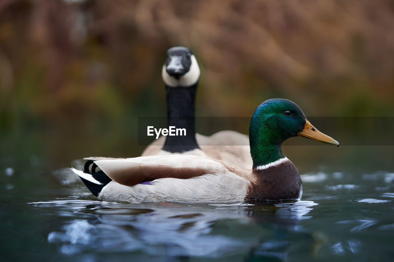 Close-up of mallard duck swimming in lake