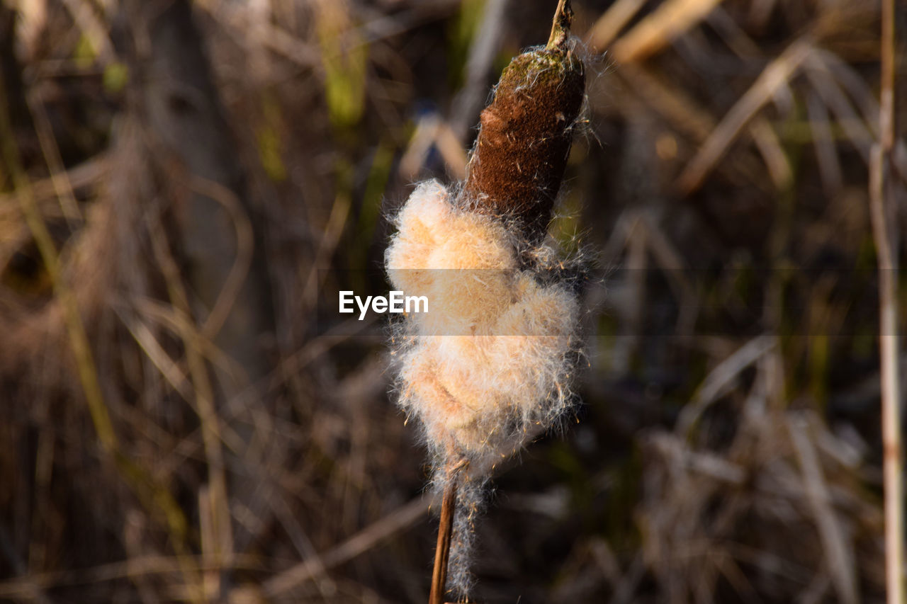 CLOSE-UP OF WILTED FLOWER ON FIELD