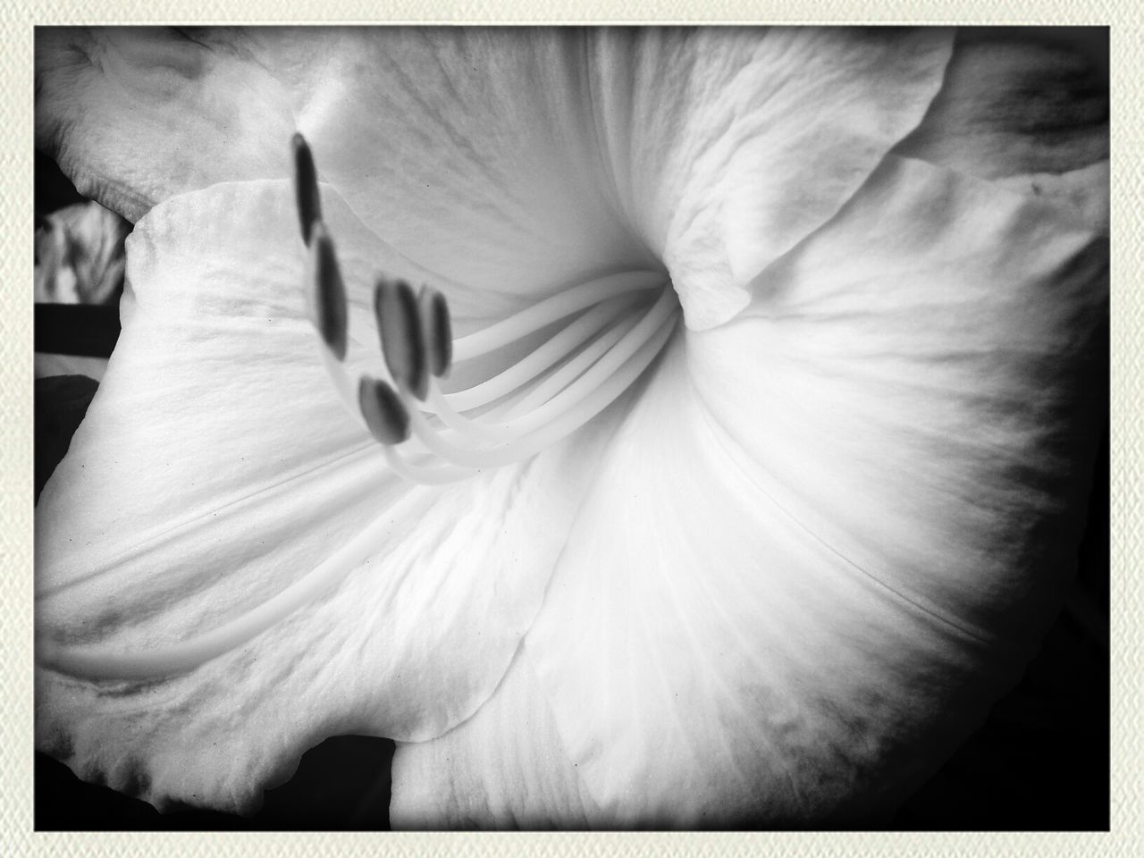 CLOSE-UP OF WHITE FLOWERS