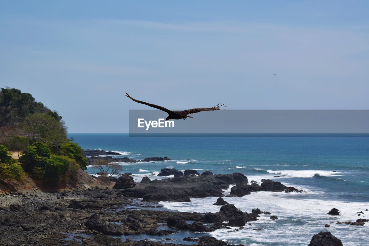 Bird flying over sea against sky