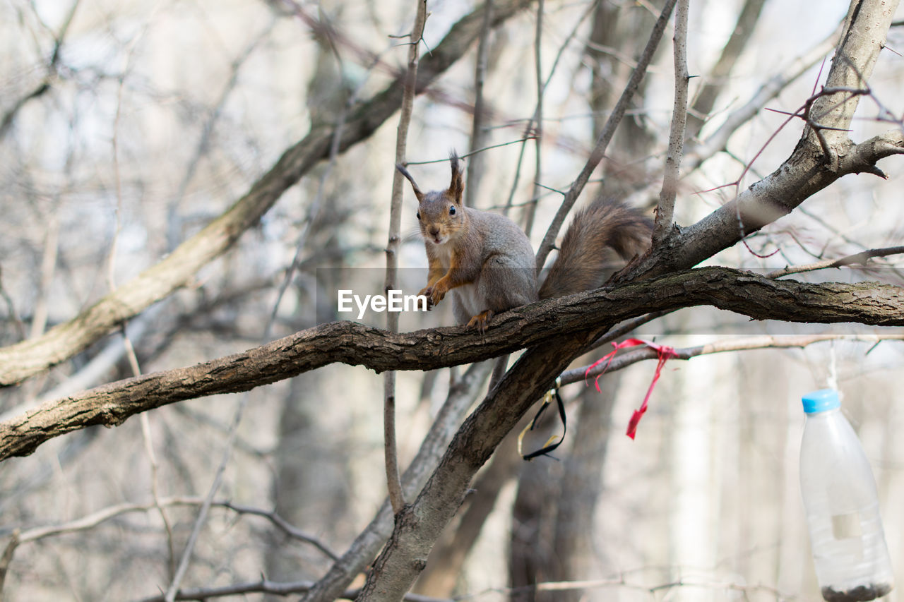 VIEW OF SQUIRREL ON TREE