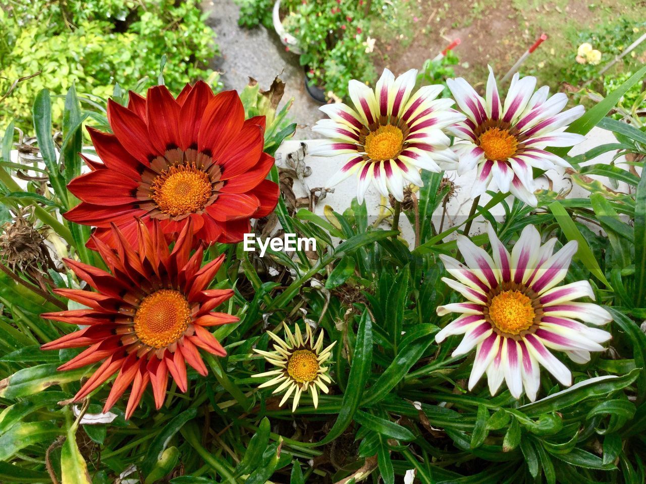 CLOSE-UP OF FLOWERS BLOOMING