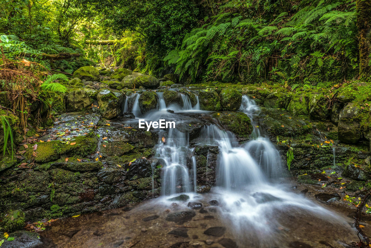 Scenic view of waterfall against trees in forest