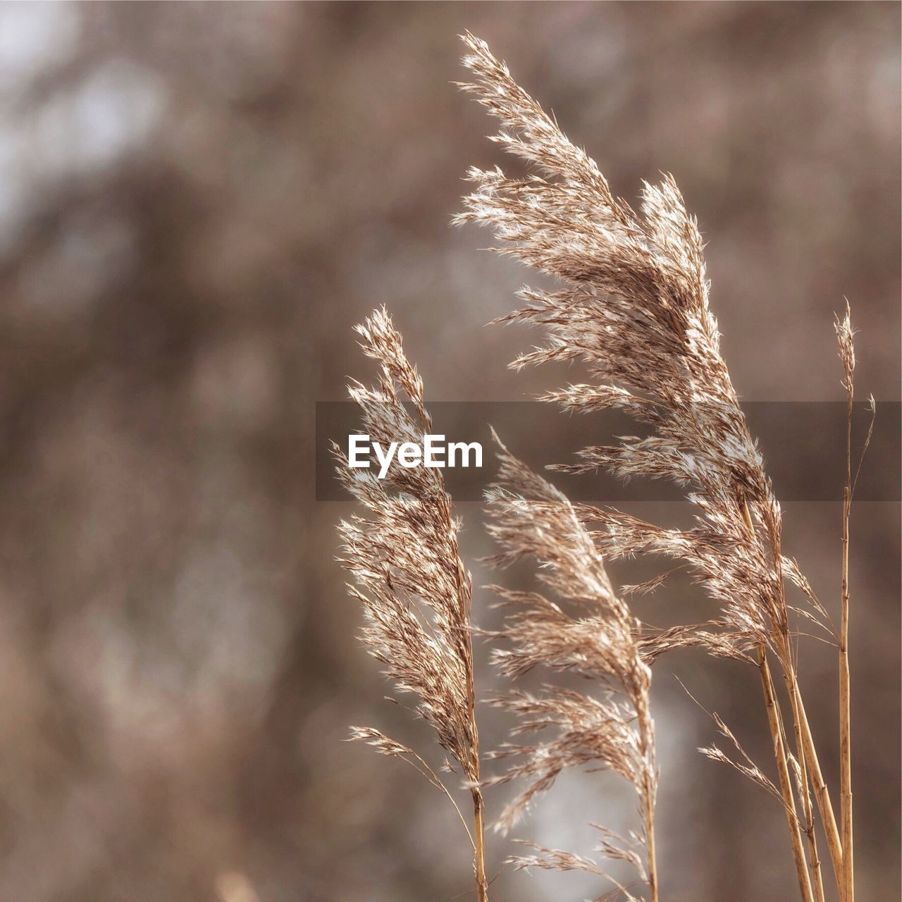 Close-up of common reed growing outdoors