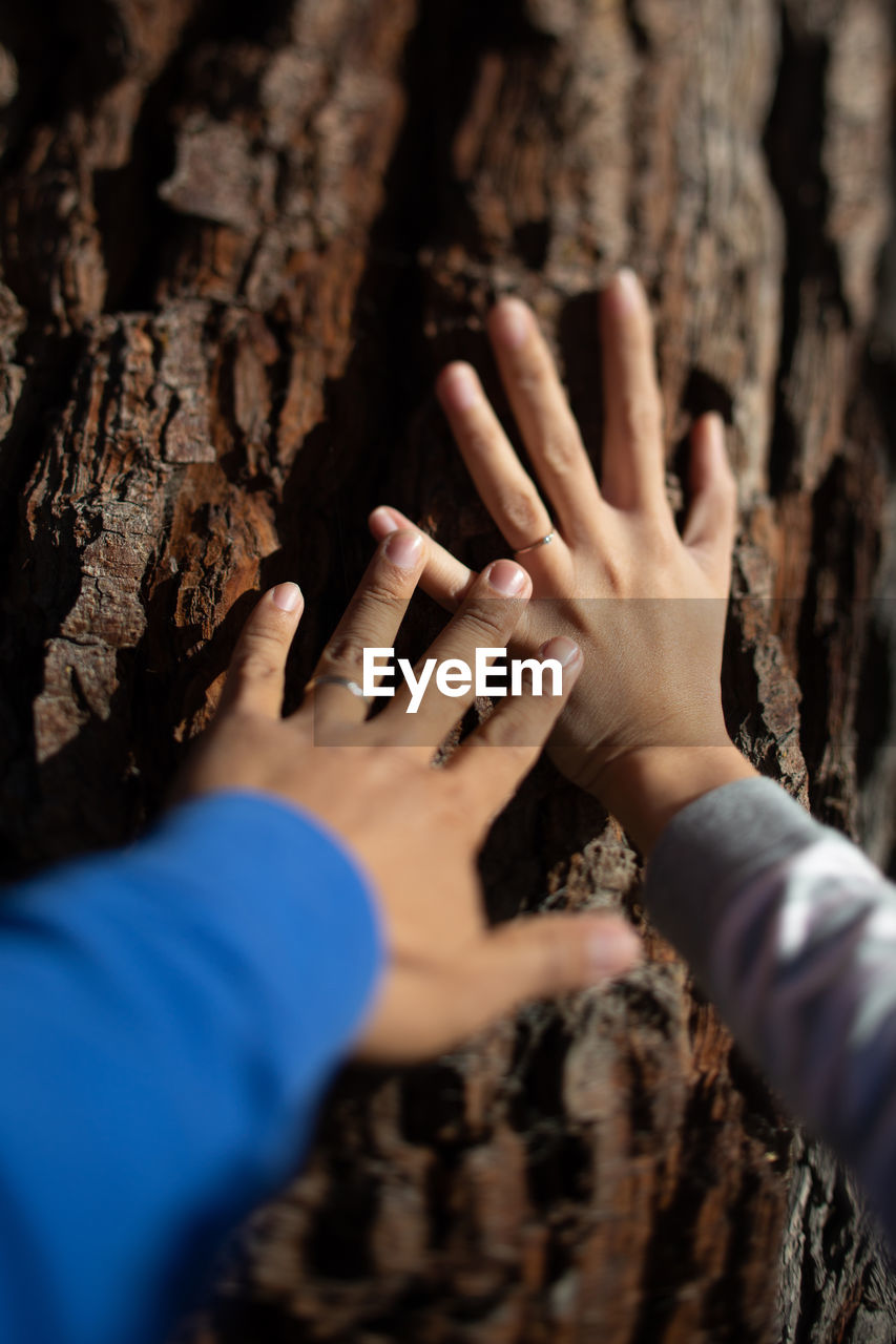 Cropped hands of women touching tree trunk