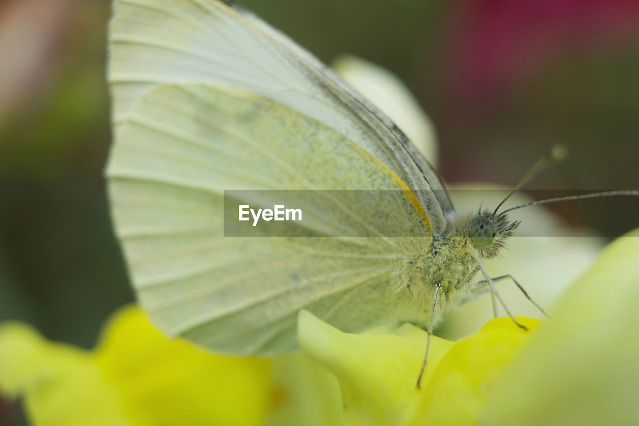 Close-up of butterfly on leaf
