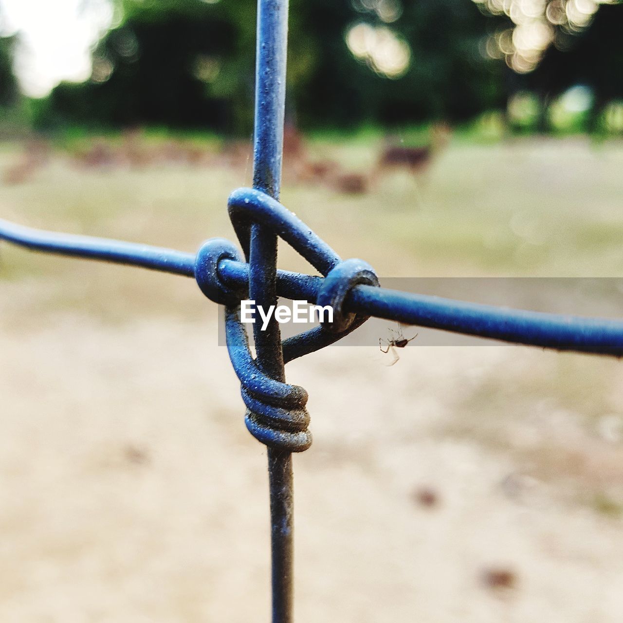 Close-up of spider on fence