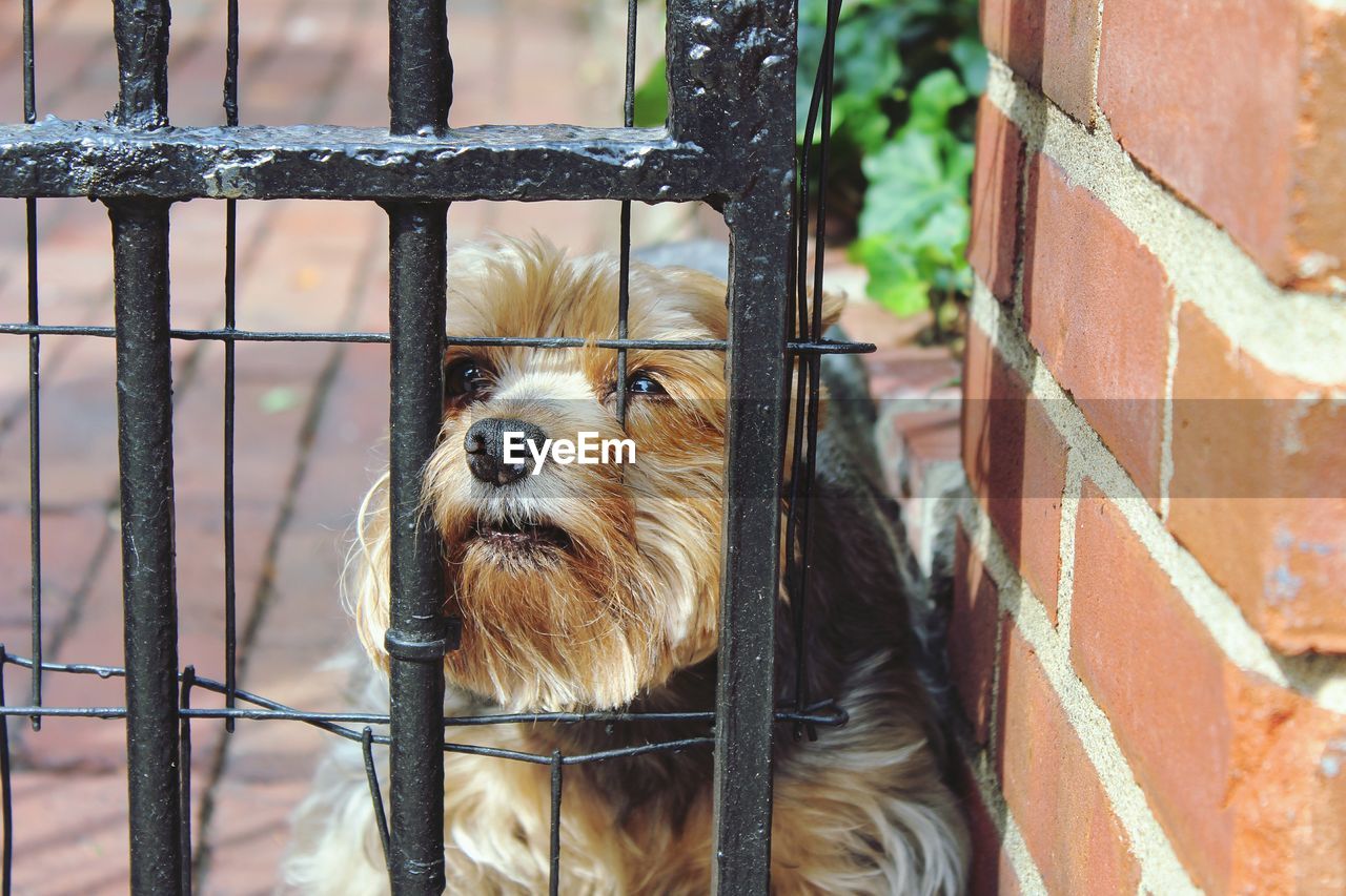 Close-up of dog by metallic fence