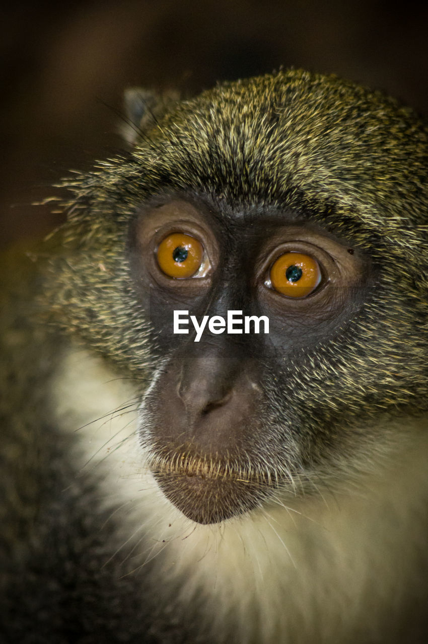 Close-up portrait of a blue monkey looking up.