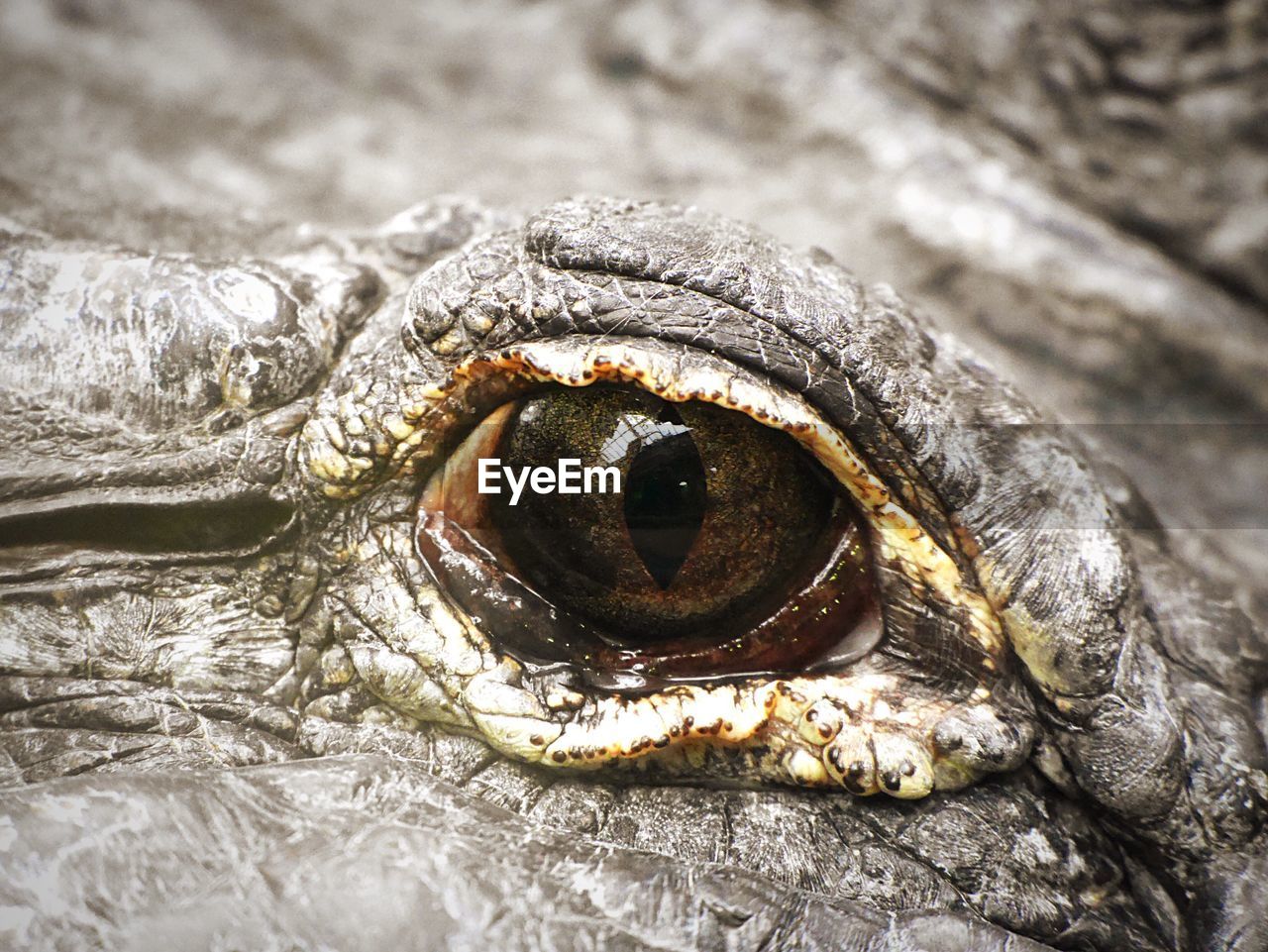 Close-up eye of a crocodile