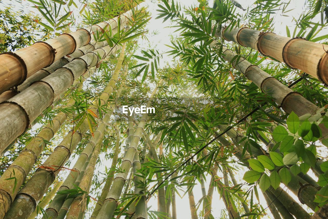 Low angle view of bamboo trees