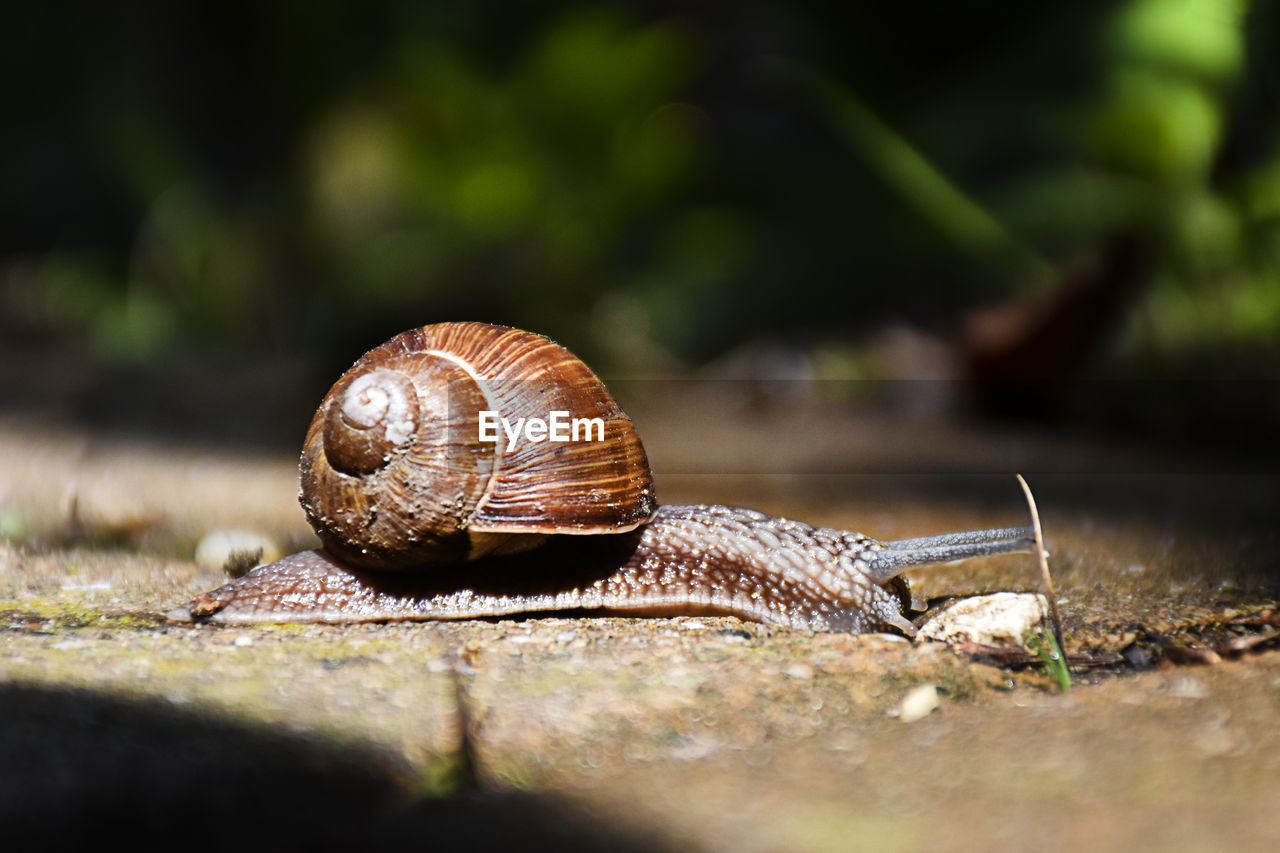 CLOSE-UP OF SNAIL ON A LEAF