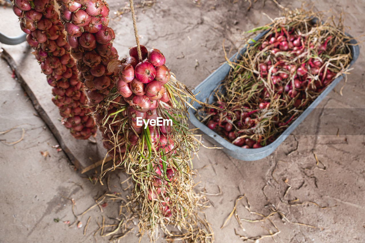 Long bundles of red onions are suspended from the ceiling of the vegetable store. 