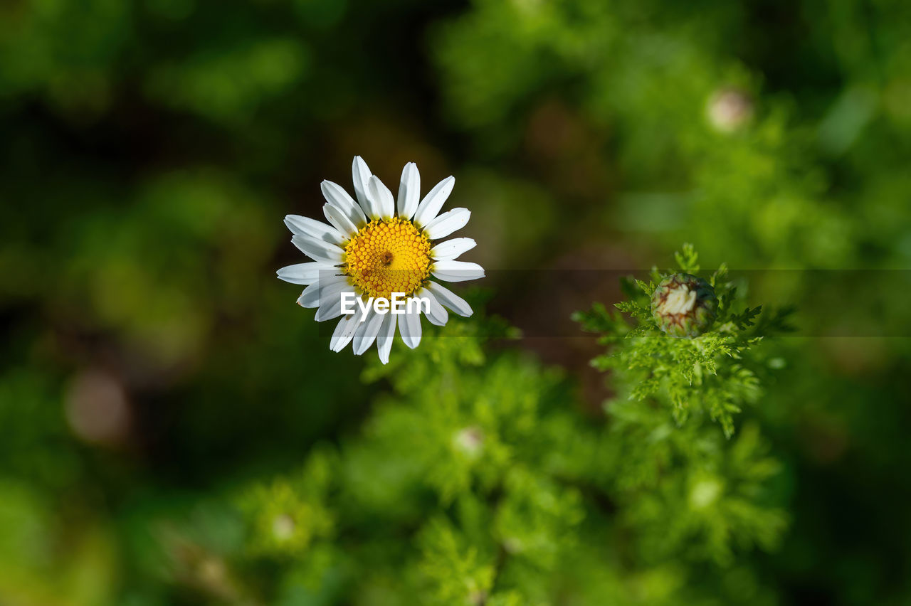 close-up of white daisy flowers on field