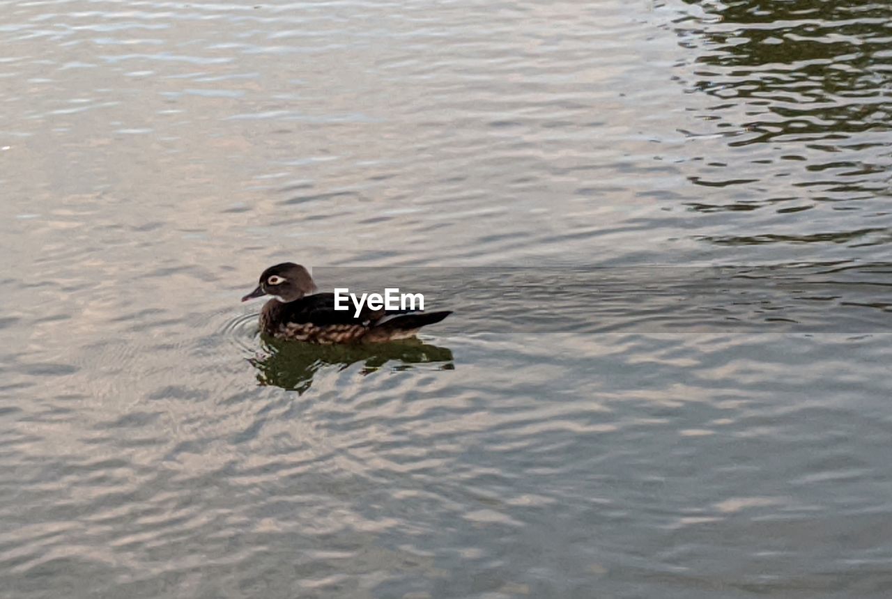 HIGH ANGLE VIEW OF BIRD SWIMMING ON LAKE