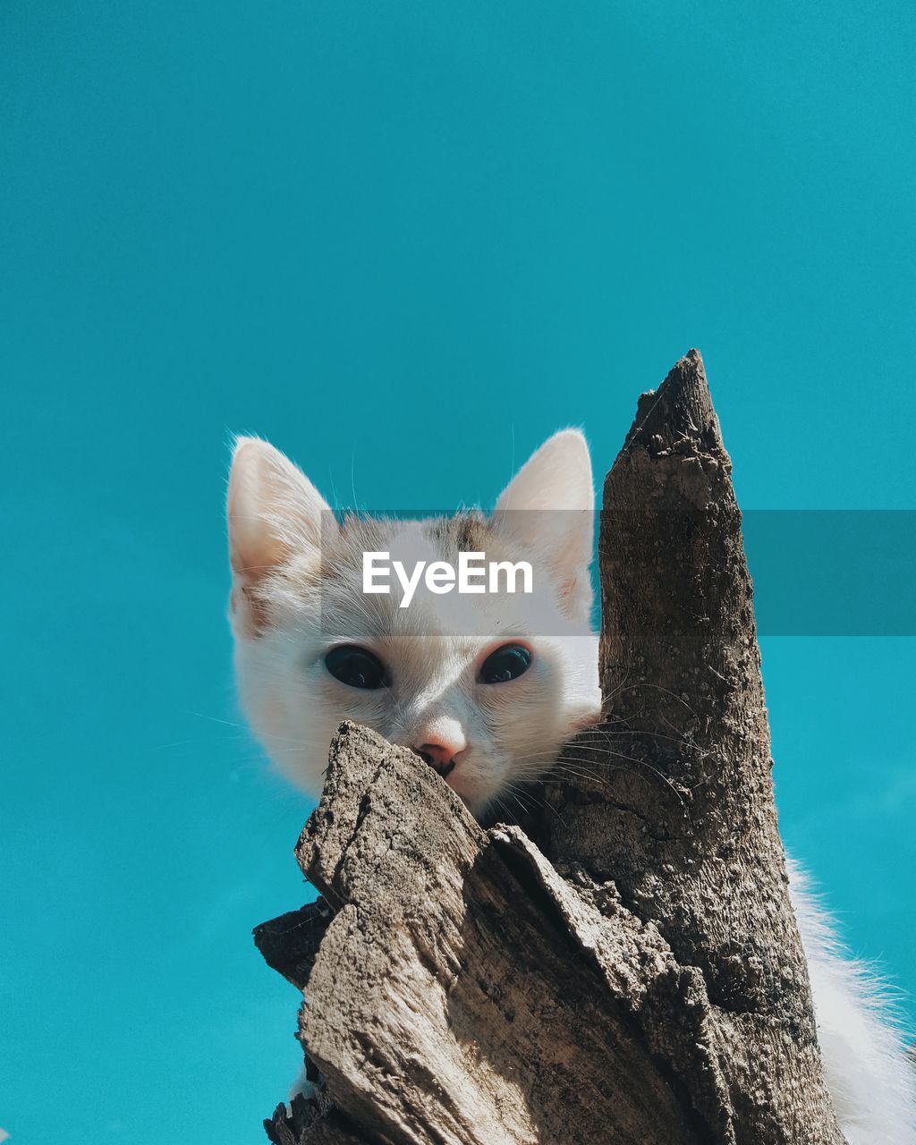 Close-up of a cat against blue sky