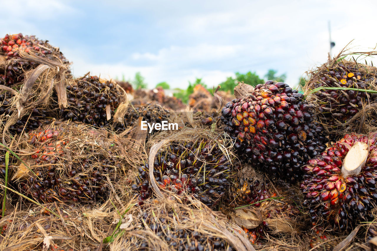 CLOSE-UP OF FRESH FRUITS IN FIELD