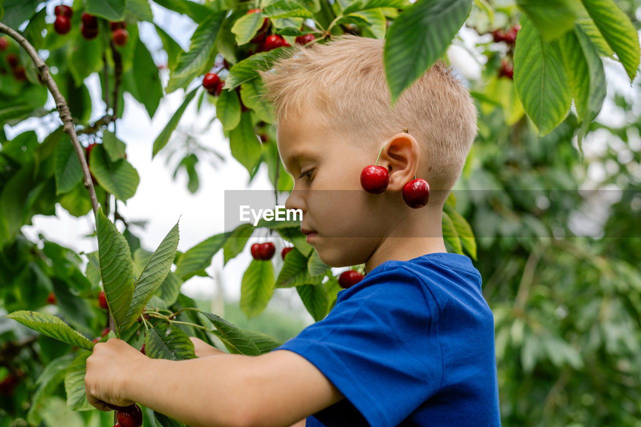 A boy picking cherries in the orchard.