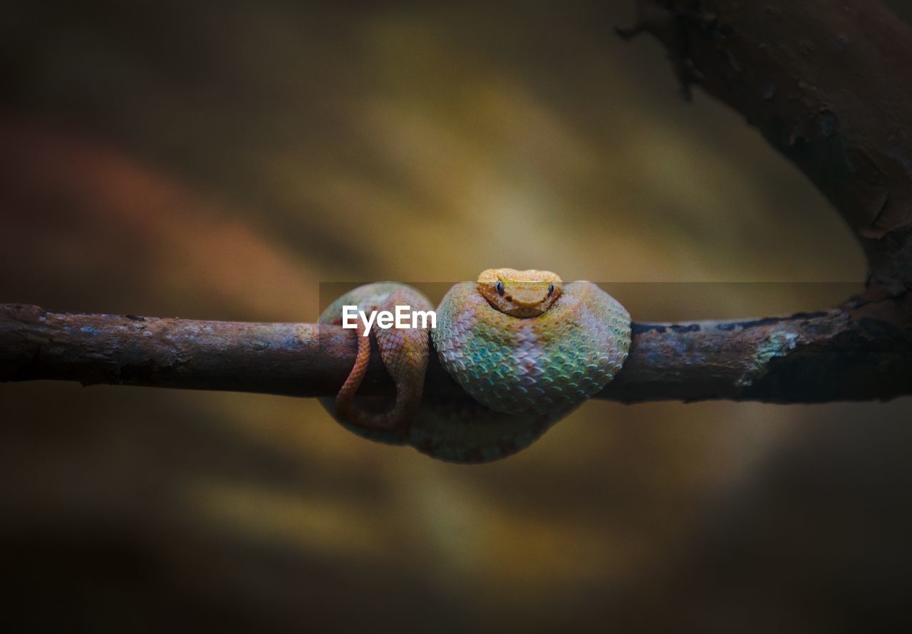 Close-up of snake on branch