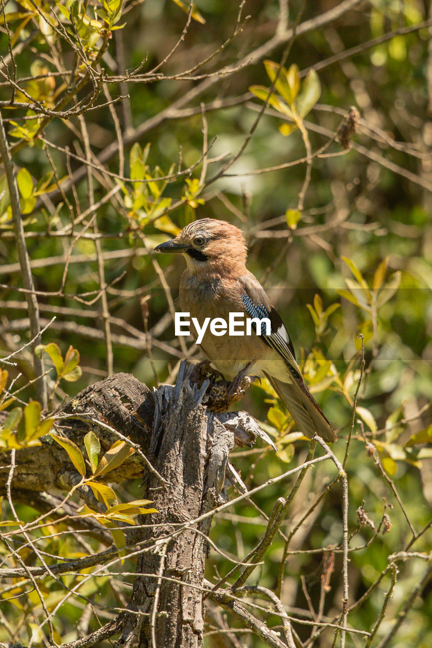 BIRD PERCHING ON BRANCH