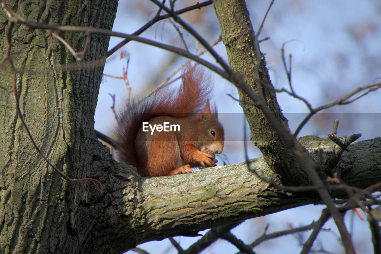 Squirrel on tree