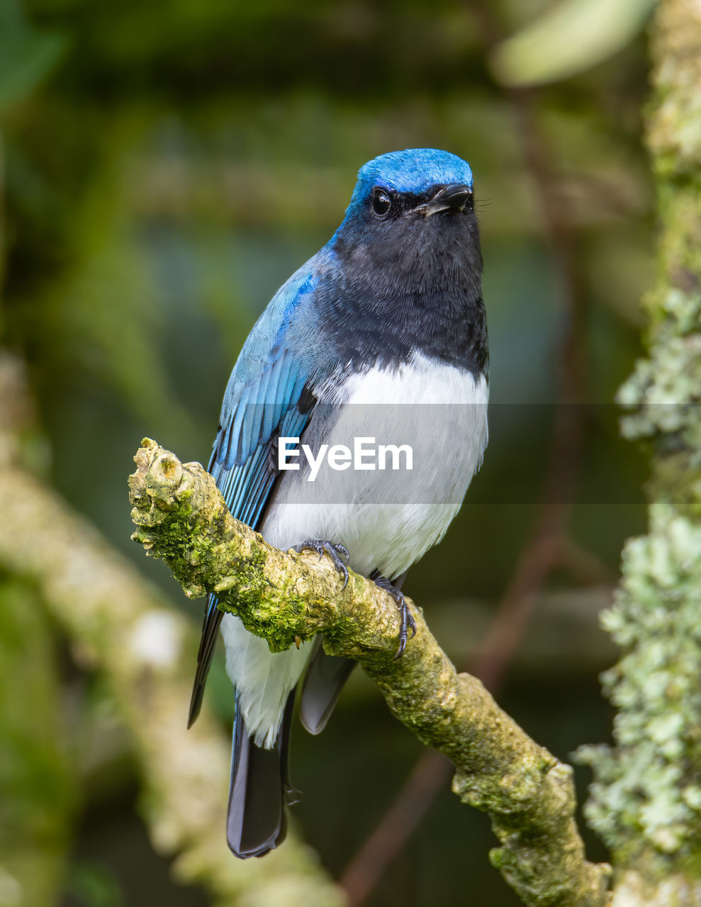 CLOSE-UP OF BIRD PERCHING ON A BRANCH