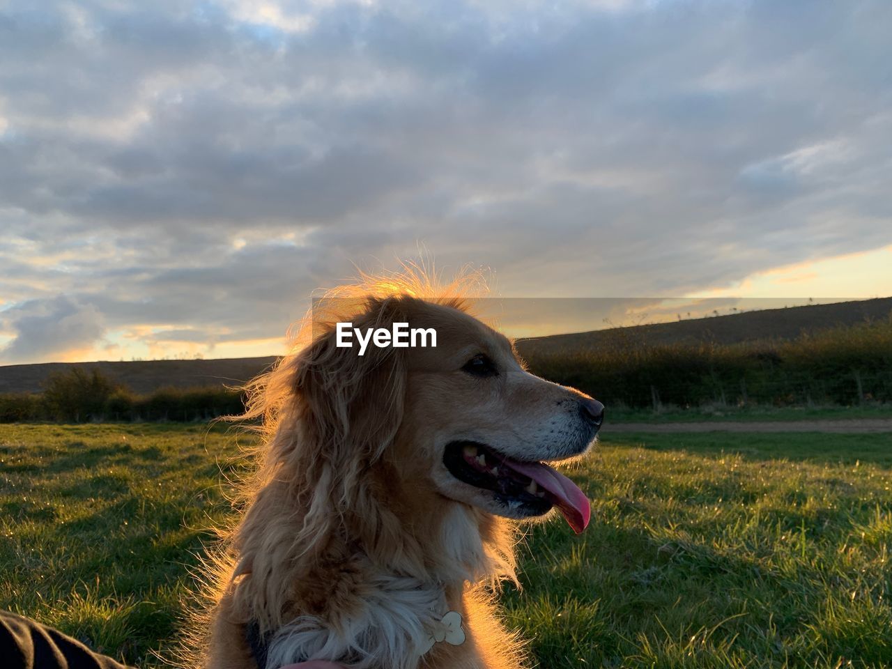 CLOSE-UP OF DOG ON FIELD