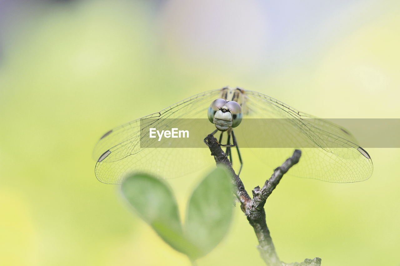 Close-up of dragonfly on plant