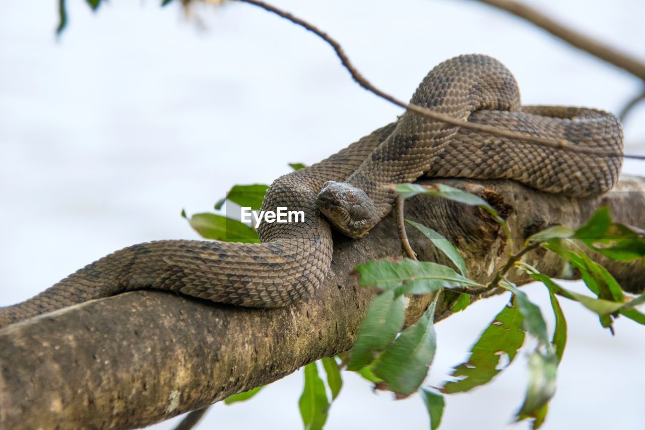 CLOSE-UP OF SNAKE ON BRANCH