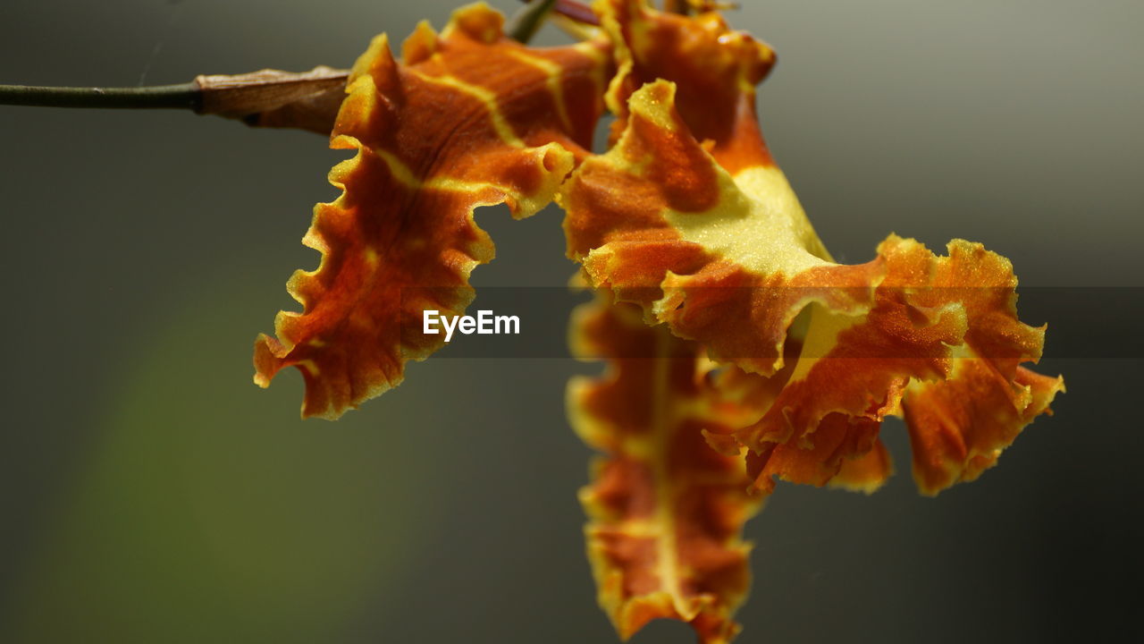 CLOSE-UP OF WILTED PLANT