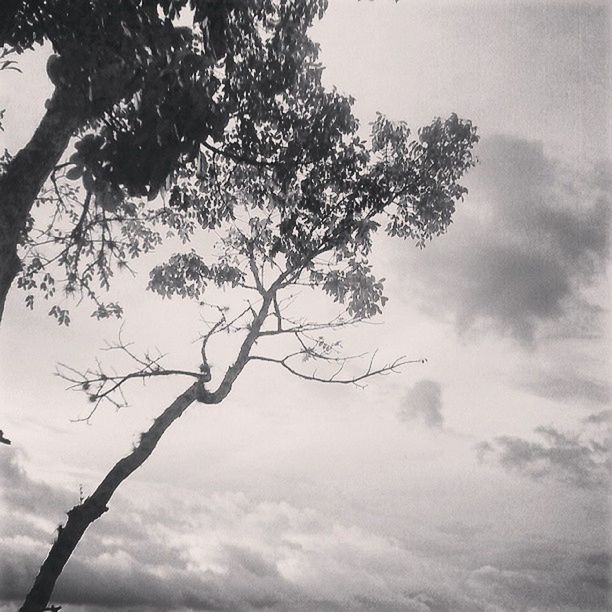 LOW ANGLE VIEW OF TREES AGAINST SKY