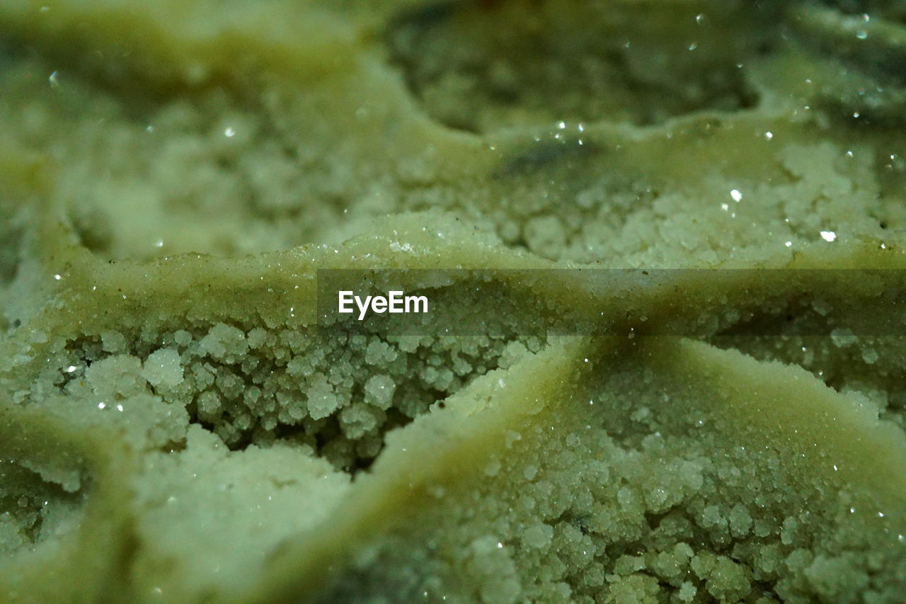 CLOSE-UP OF WET LEAVES