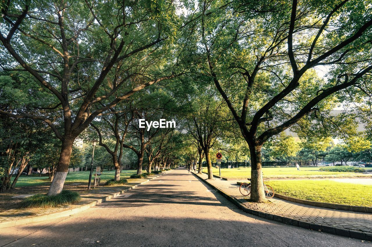 Road amidst trees in park