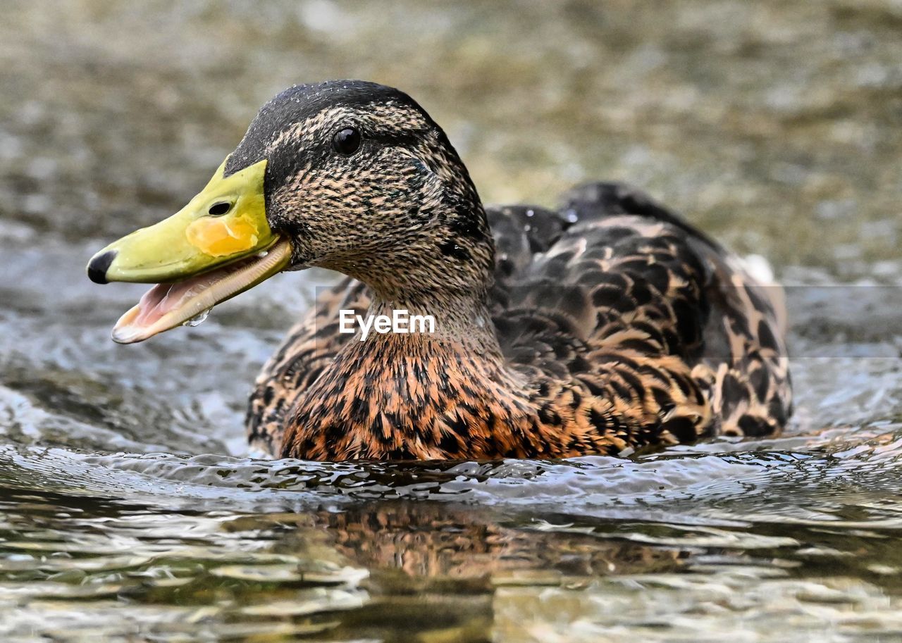 animal themes, animal, mallard, animal wildlife, duck, bird, wildlife, water, ducks, geese and swans, beak, one animal, poultry, water bird, mallard duck, swimming, lake, nature, no people, close-up, day, waterfront, side view, outdoors, focus on foreground
