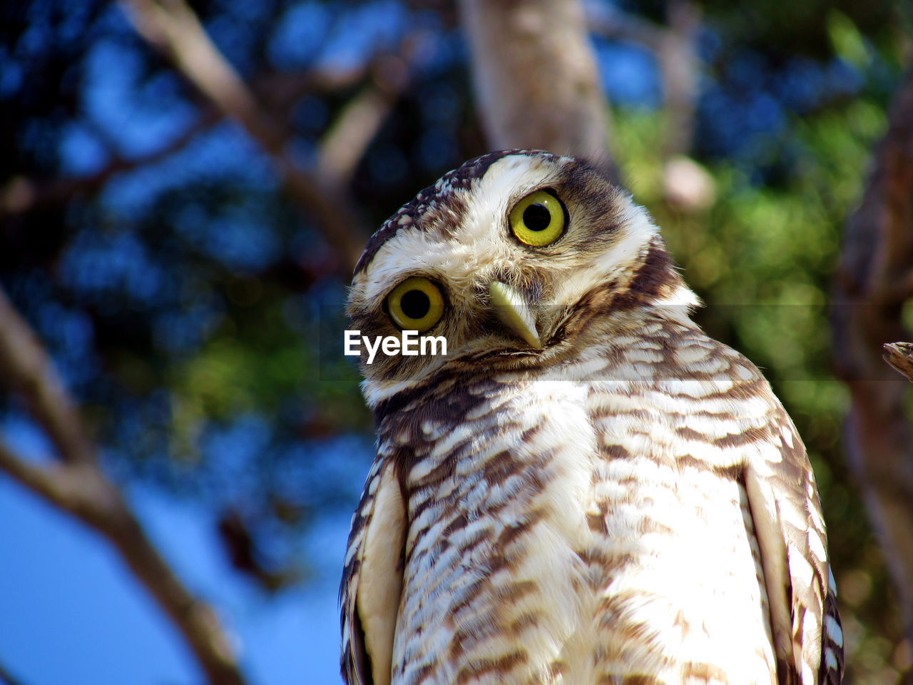 PORTRAIT OF OWL