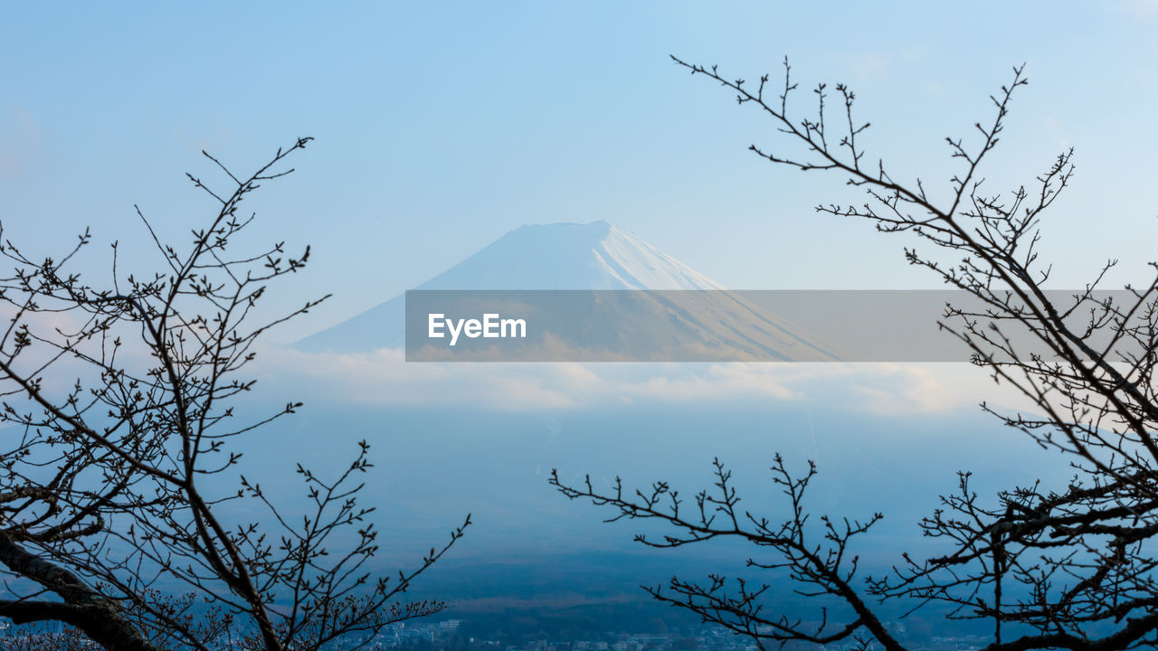 Mountain fuji in winter framed by dry fall tree in blue tone colour in japan