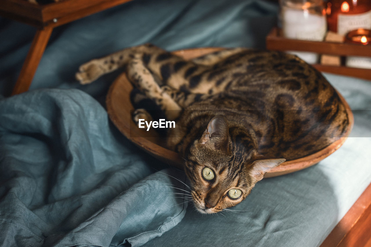 Cat resting on bed at home