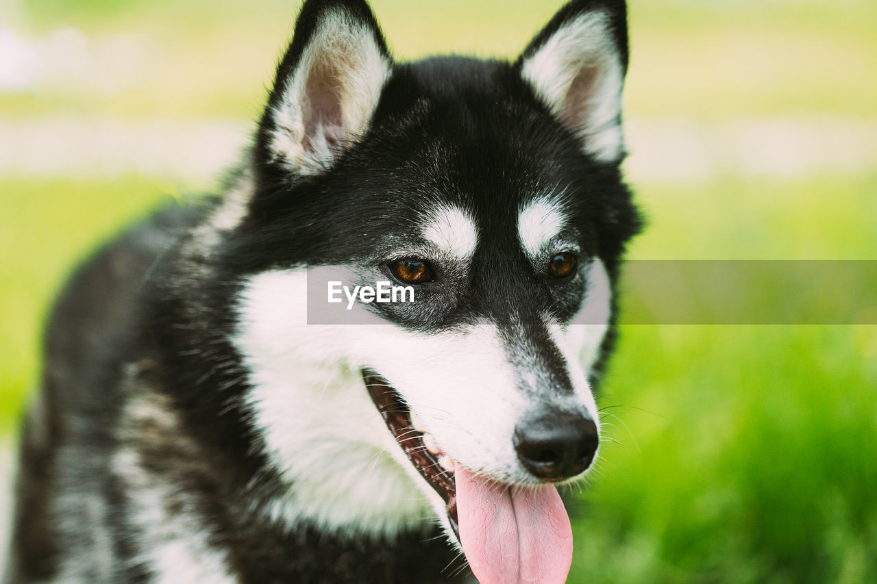 CLOSE-UP OF A DOG LOOKING AWAY