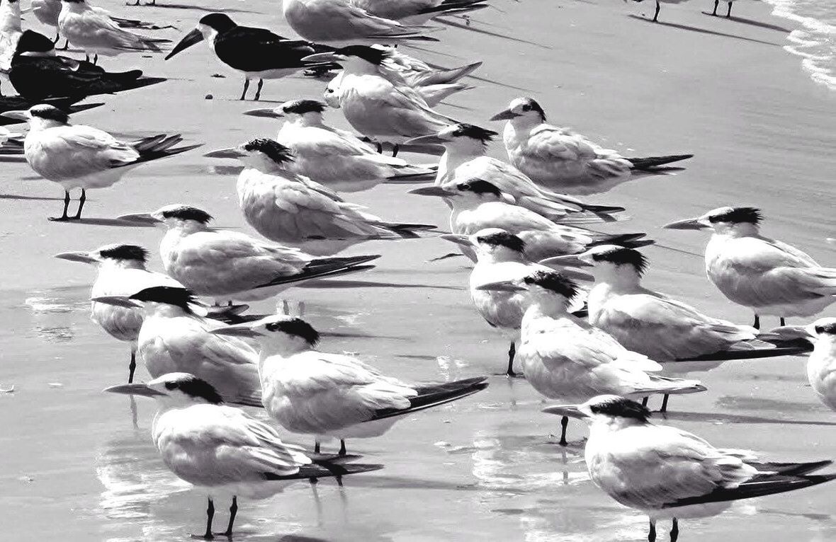 FLOCK OF BIRDS ON WATER