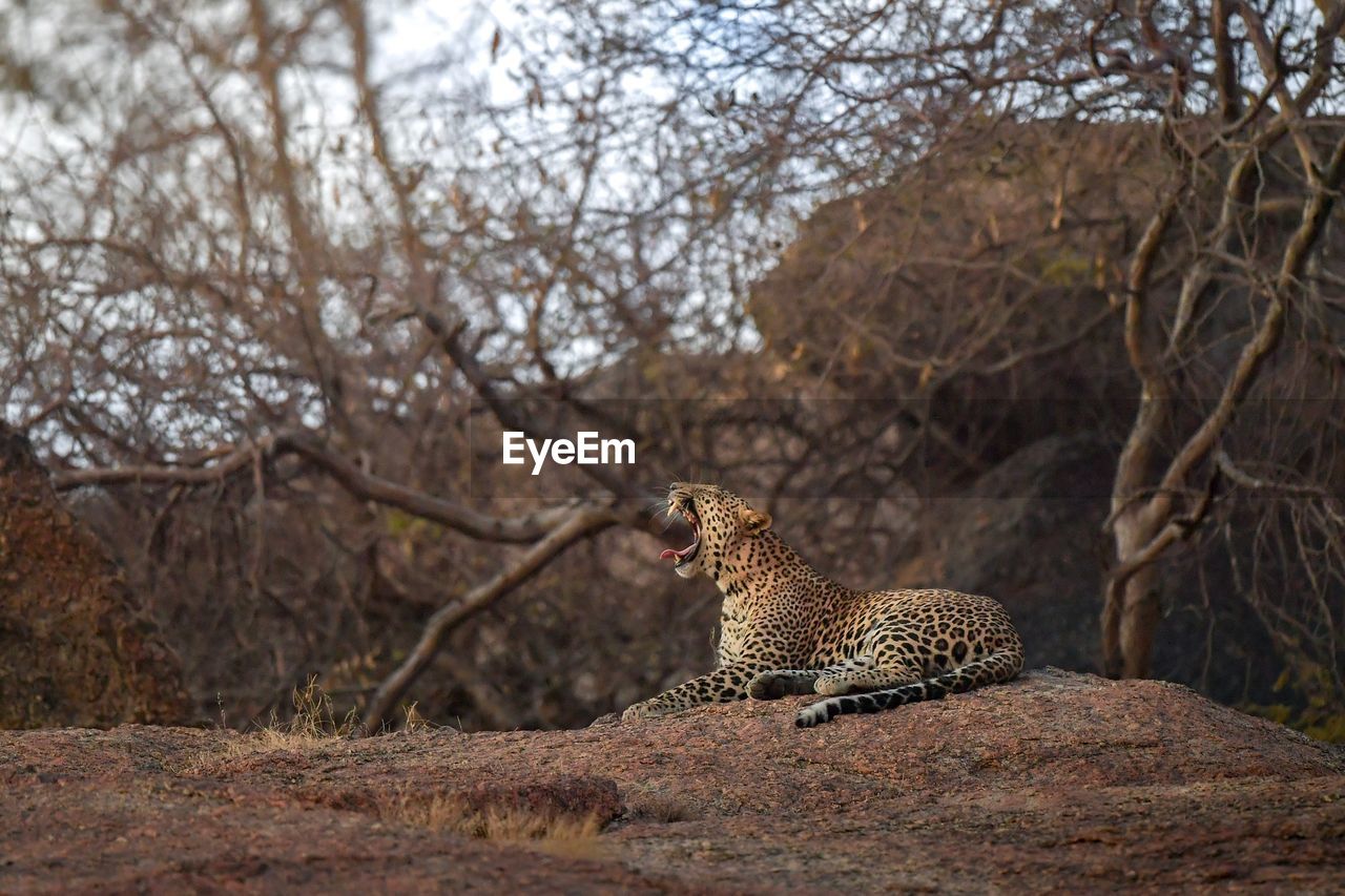 Side view of cheetah yawning while sitting in forest