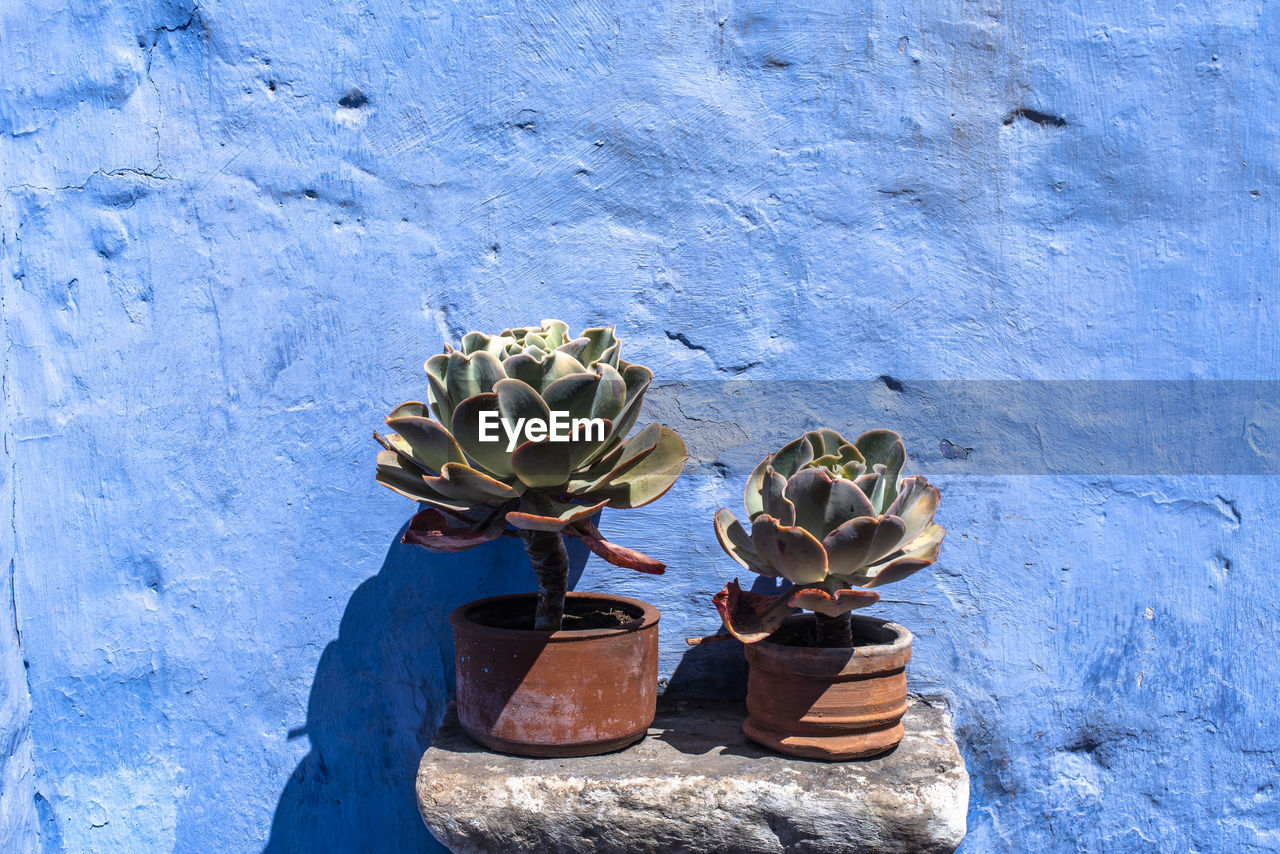 close-up of potted plant