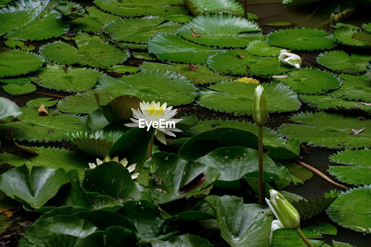 CLOSE-UP OF LOTUS WATER LILY ON LEAVES