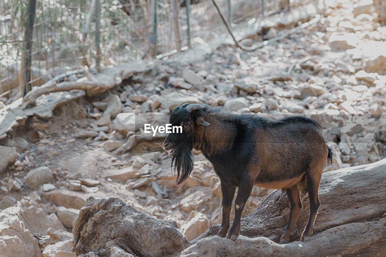 Goat controlling his own offspring from a stone