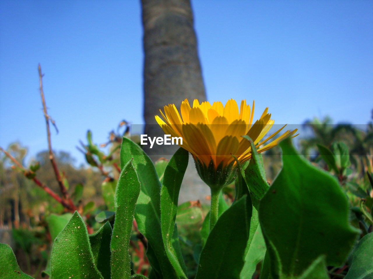 CLOSE-UP OF YELLOW FLOWER BLOOMING AGAINST SKY